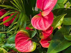 Grace Notes #21 (with Photos)