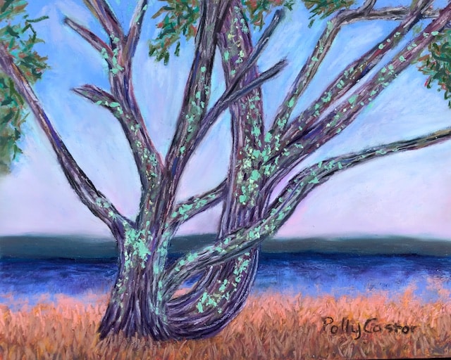 Old Mossy Tree, Kouchibouguac (pastel) by Polly Castor