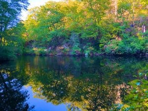 Woodland Compositions (Hiking Photos September 2019)