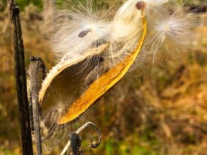 Milkweed Reference Photos