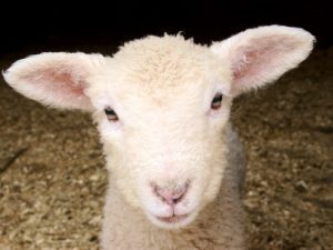 The Infinite Presence of God’s Shepherding (Mary Baker Eddy Quote)