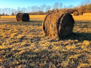 Grace Notes #25