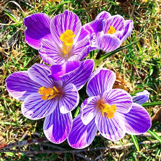 Our March Flowers (Photos) Polly Castor