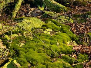 Moss (St. Patrick’s Day Poem by Polly Castor)