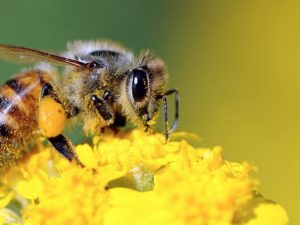 Your Whole Life is a Curriculum of Love (Jack Kornfield Quote)