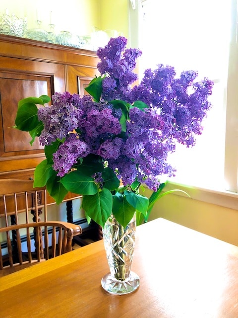 Lilacs poem by Polly Castor