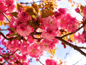 A Bouquet of Mother’s Day Flowers (A New Poem with Lots of Photos)