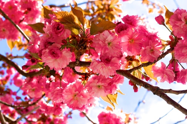 Many Mother's Day Flowers