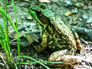 Photos from June Walks