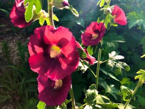 Spiritual Scout (Poem by Gary Duke)