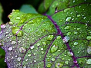 Wet Leaves (Focused Thoughts and Photos)