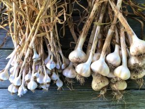 Parable of the Garlic and the Compost Pile