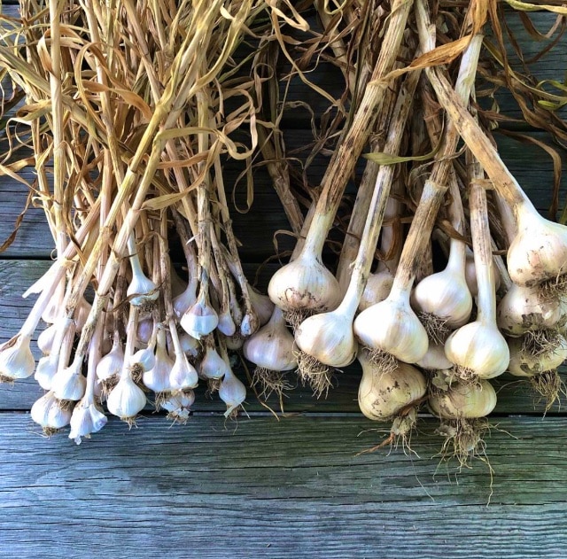 Parable of the garlic, parable of the compost pile