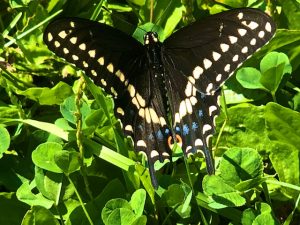 Being Present in Your Own Life Extends It (Quote by John Tarrant)