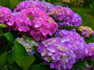 Flowers in our Yard (Early July Photos)