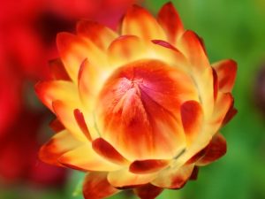 Move Ever Upward (Quote by Pierre Teilhard de Chardin)