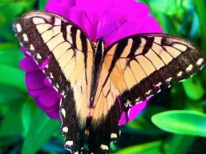 The Joyous Miracle of Existence (Quote by Lewis Thomas)