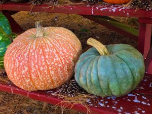 Happy Halloween! (Pumpkin Photos)