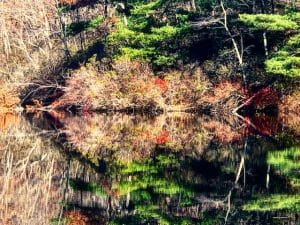 Pondering Calm Reflections