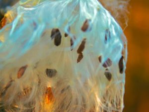 You are Not Responsible (New Poem by Polly Castor)