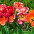 Lots of Tulip Photos, Spring Poem by Hafiz