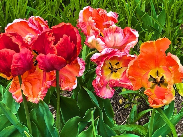 Lots of Tulip Photos, Spring Poem by Hafiz
