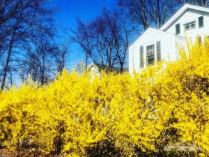 Once the Forsythia (New Poem with Photos)