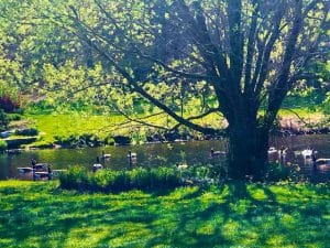 Spring at New Pond Farm (Photos)