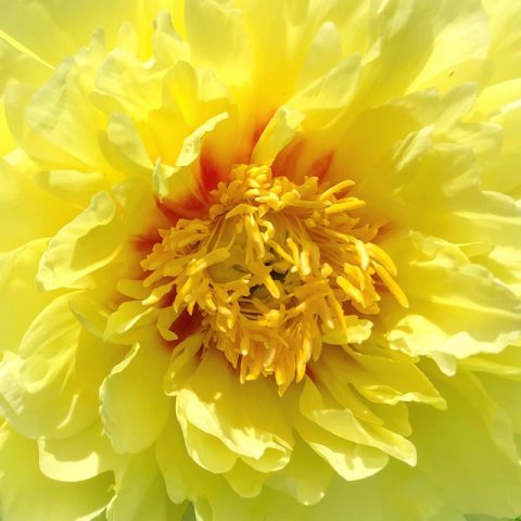 Billy Collins poem Today, peony photos