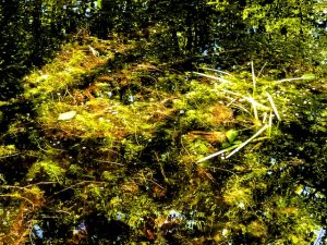Photos of June Hikes in Huntington State Park 2021