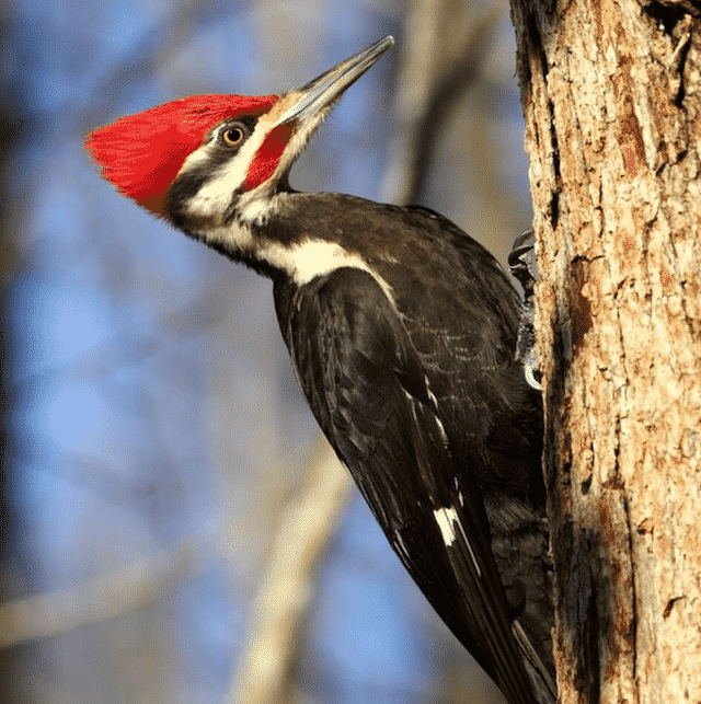Birdwatching poem by Lynn Ungar