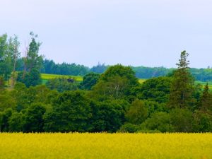 Grace (Poem by Alfred K. LaMotte)