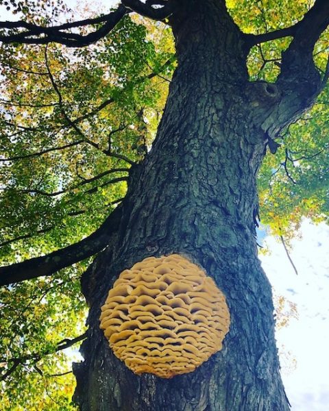 Amazing Mushroom Sighting