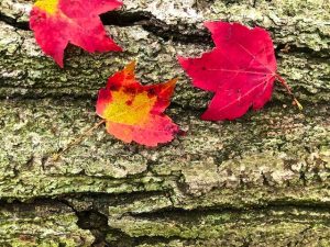 Photos of October Hikes in Huntington State Park 2021