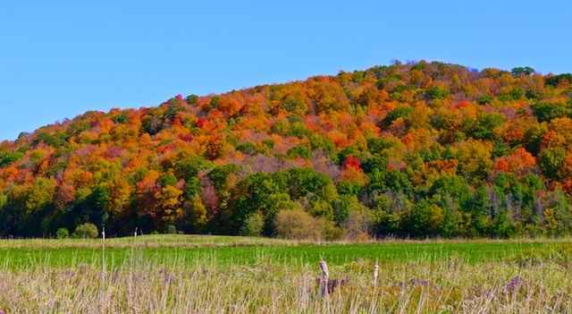 Early November poem, by Polly Castor