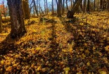 Song for Autumn poem by Mary Oliver