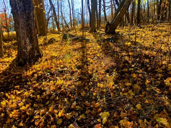 A Song For Autumn Poem By Mary Oliver Polly Castor a-song-for-autumn-poem-by-mary-oliver-polly-castor