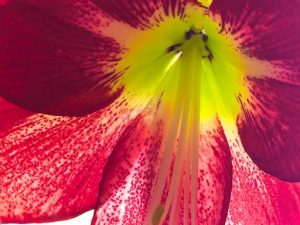 Home is Heaven (with Amaryllis Photos)