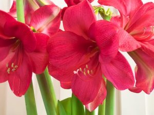 Amaryllis Photos (with Growing Instructions)