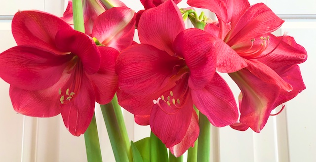 Amaryllis Tips and Sources