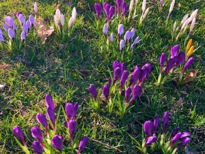 A New Spring Haiku with Crocus Photos