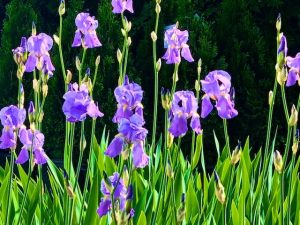 What Secret Purple Wisdom (poem by Luci Shaw with Iris Photos from our Yard)