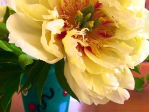 June Flowers (New Poem by Polly Castor with Photos)