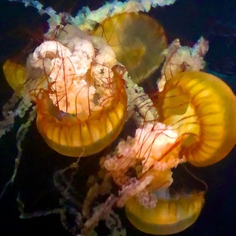 Jellyfish photos