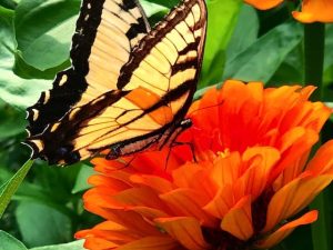 To Study the Way (Poem by Eihei Dogen with Swallowtail Photos)