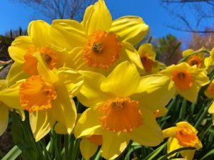 The Music We Are (Poem by Rumi with Daffodil Photos)