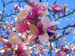 Pondering Magnolia Shapes (New Poem by Polly Castor with Photos)