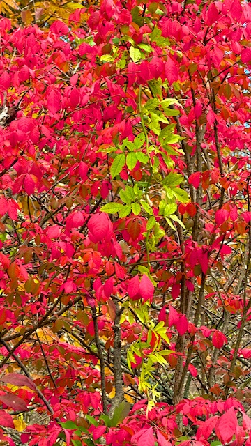 Fall Foliage photos 2023