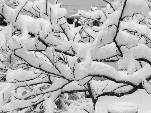 Snow Photos in Black & White