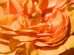Flower Head (Poem by Luci Shaw with Rose Photos)